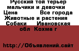 Русский той-терьер мальчики и девочки › Цена ­ 8 000 - Все города Животные и растения » Собаки   . Ивановская обл.,Кохма г.